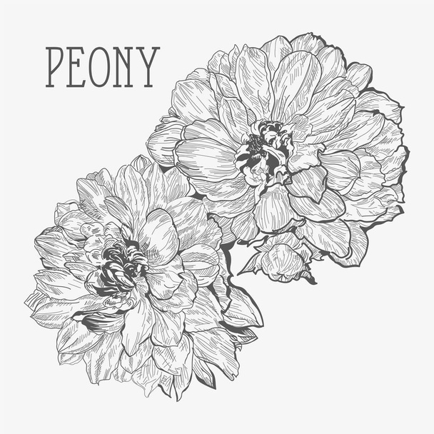 Peony line drawing illustration vector - Vector, Image