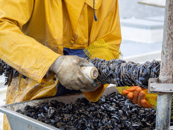 Pêcheurs incorporant des moules dans une corde pour l'élevage industriel de fruits de mer. Concept d'aquaculture. - Photo, image