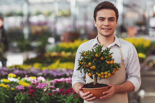 Beau jeune homme dans le tablier tient une plante, un oranger, regardant la caméra et souriant tout en se tenant debout dans l'orangerie
 - Photo, image