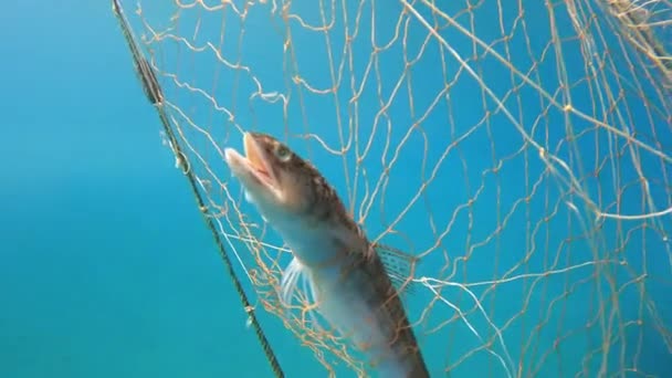 Free Stock Videos of Fishing net, Stock Footage in 4K and Full HD