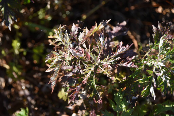 Mugwort leaves in winter. Asteraceae perennial plants. Edible and medicinal. Called the Queen of Herbs. - Photo, Image
