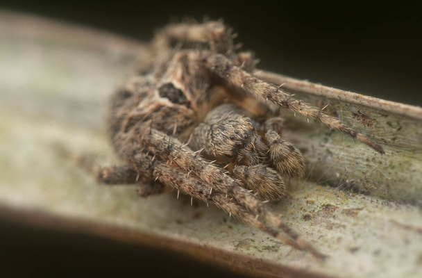 zblízka záběr pavouka Male Neoscona - Fotografie, Obrázek
