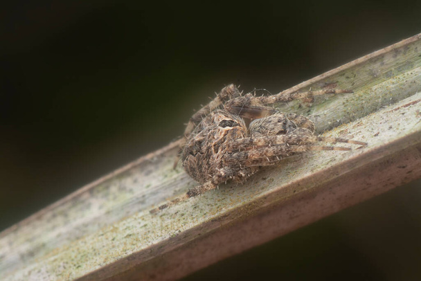 κοντινή λήψη της αράχνης Neoscona αρσενικό - Φωτογραφία, εικόνα