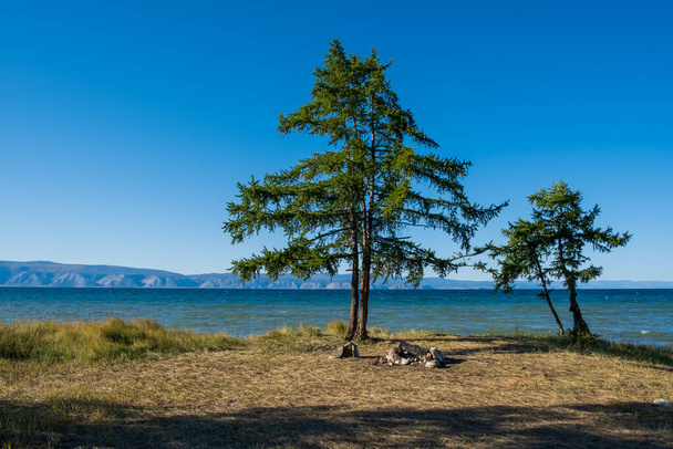 Krajobraz z zielonym drzewem nad jeziorem Bajkał na wyspie Olkhon we wrześniu, Syberia, Rosja - Zdjęcie, obraz