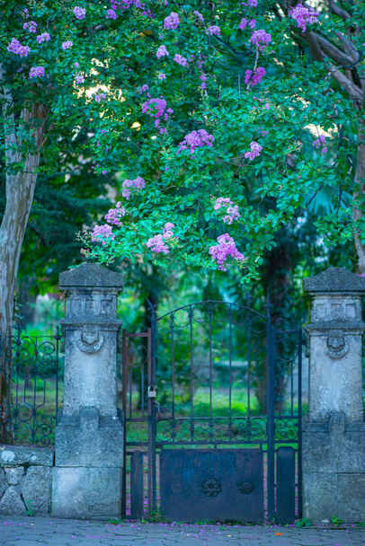 Brama i piękne myrtle kwiaty splecione ją - Zdjęcie, obraz