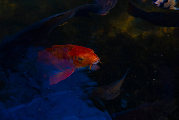 池の鯉をスイミング - 写真・画像