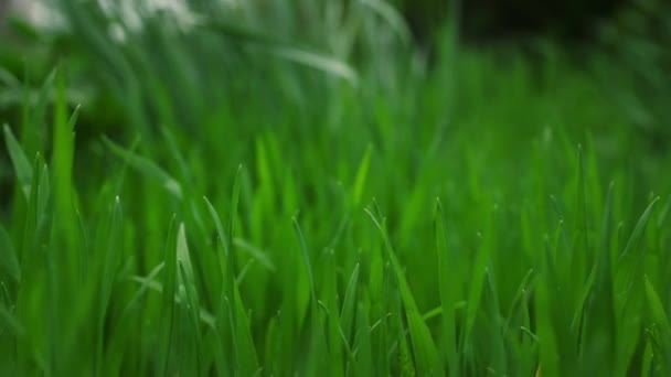 Groene gras zwaaiende wind in rustige weide natuur achtergrond. Milieuconcept. - Video