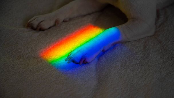 Jack russell terrier dog lies on the bed with rainbow rays on his paw.  - Фото, зображення