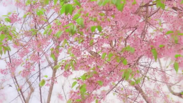 Cherry blossom in Northern Thailand. Thai sakura in winter at Doi Kunwang, Chaing mai Province, Thailand. - Footage, Video