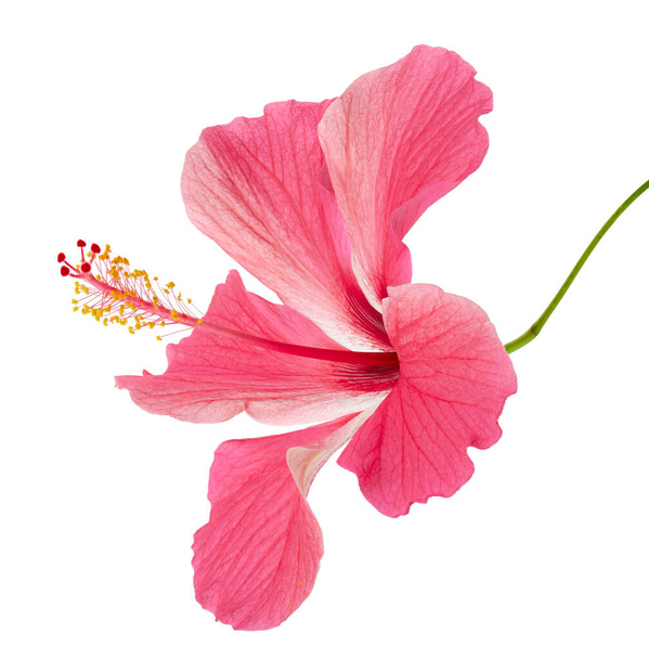 Hibiscus ya da gül çiçeği, beyaz arka planda izole tropikal pembe çiçek, kırpma yolu ile                   - Fotoğraf, Görsel