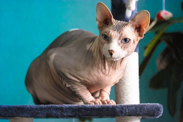 Sevimli Kanadalı Sphynx kedisi bir pençe kulesinde oturuyor, mavi duvara sürtünüyor. Modern bir evde evcil hayvan. Mavi gözlü, beyaz ağızlıklı olağandışı bir cins kedi. Şirin kediler için bir oyuncak.. - Fotoğraf, Görsel