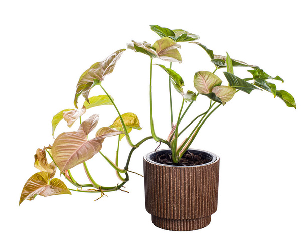 Pembe Sengonyum Podophyllum in pot, Pembe ok başı şekilli, Arrowhead Ivy beyaz arka planda izole edilmiş, kırpma yolu ile - Fotoğraf, Görsel