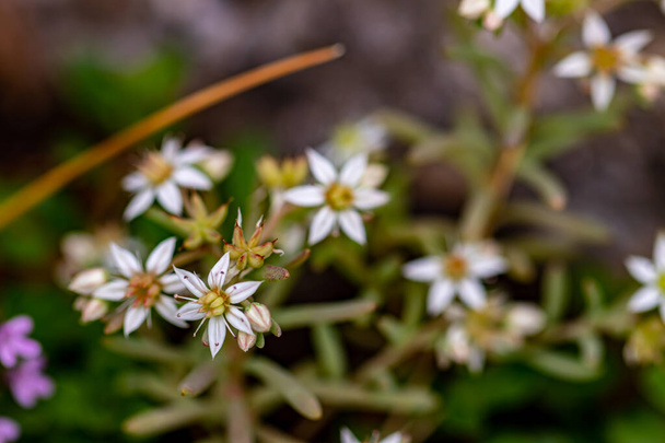 Saxifraga sedoides flower in forest - Photo, Image
