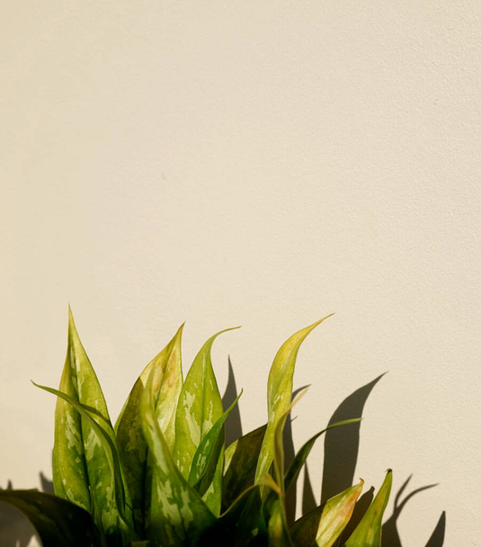 影と光抽象的な質感の背景とパステルコンクリートの壁の背景に対する有機自然小さな庭の緑の葉。デザインのための空間、ミニマリズム. - 写真・画像