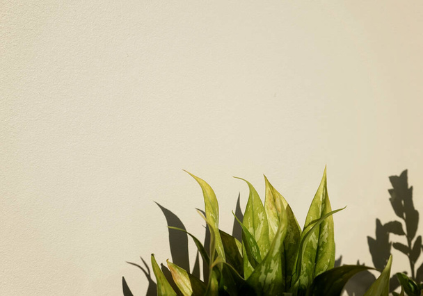 Naturalne zielone liście roślin, mały ogród na pastelowym tle betonowej ściany z cieniem i jasnym abstrakcyjnym tle tekstury. Kopiuj przestrzeń do projektowania, minimalistyczne. - Zdjęcie, obraz