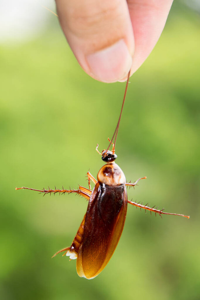 Cierra la mano sostén tentáculo de cucaracha muerta - Foto, Imagen