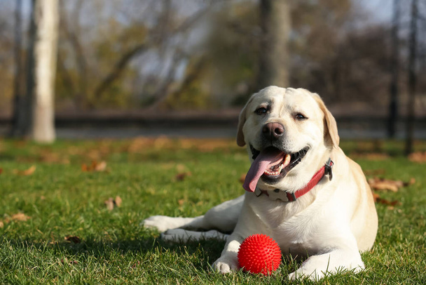Yellow Labrador with ball lying in park on sunny day. Space for text - Φωτογραφία, εικόνα