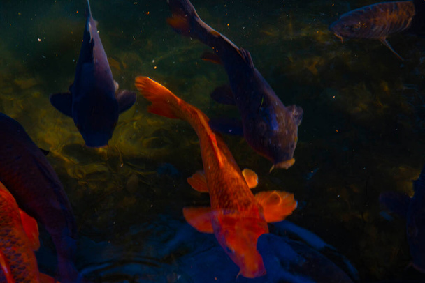 Swimming carp in the pond - Valokuva, kuva