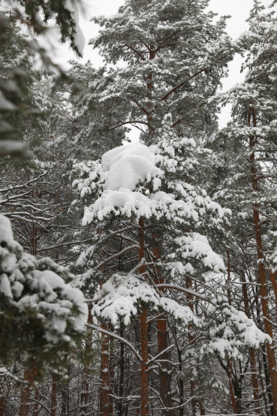 Winter forest in snowy day - Foto, Bild