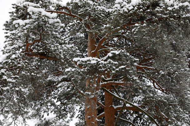 雪の日の冬の森 - 写真・画像