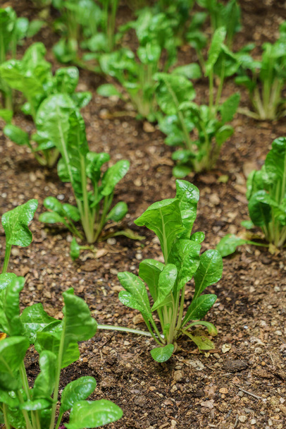 spinach on the organic garden - Фото, изображение