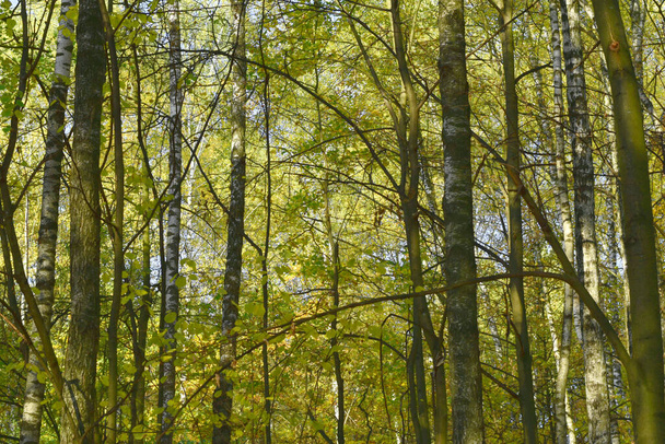 Deciduous forest, group of poplars, in early spring. - 写真・画像