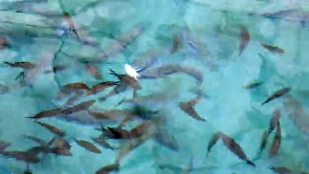 4K.Puffer Fish and Damselfish on shallow water surface.Lagocephalus sceleratus è indicato con i nomi: pufferfish puffers balloonfish blowfish bubblefish globefish swellfish sea squab porcupinefish. - Filmati, video