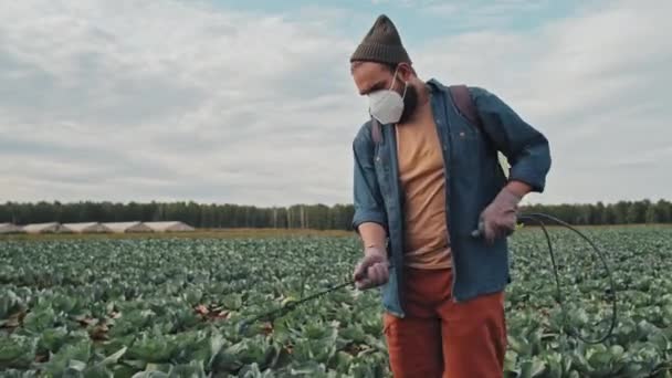 Modern felismerhetetlen mezőgazdasági dolgozó, védőmaszkot visel, káposztát permetez kártevőkkel és járványvédelmi folyadékkal - Felvétel, videó