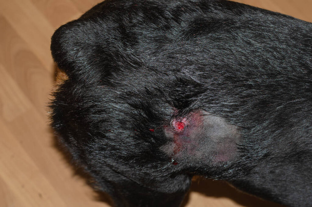A parte de trás de um cão preto com o cabelo cortado em torno de uma ferida hemorrágica. Abcesso superficial em animais. Uma Rottweiler feminina em casa. Medicina veterinária, saúde animal de estimação. Foco seletivo. - Foto, Imagem