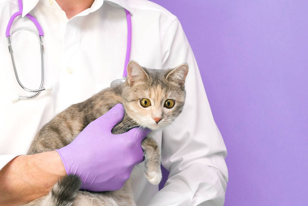 Veterinary examination of the cat. kitten at the veterinarian. Animal clinic. Pet check and vaccination. Healthcare. on a purple background. copy spase - Φωτογραφία, εικόνα