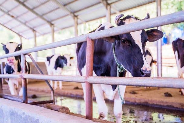 Imagem de vacas leiteiras a comer no estábulo. Tiro na quinta - Foto, Imagem