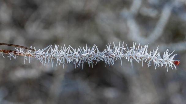 Hoarfrost on brunches and leaves along Almsee, Almtal, Salzkammergut - Photo, Image