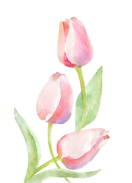 Tulips watercolor illustration on white. Light pink tulip flowers and leaves for wedding cards, invitations, birthday celebration design - Foto, imagen