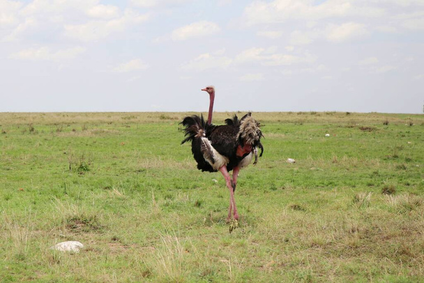 Страус в национальном парке Масаи Мара в Кении - Фото, изображение