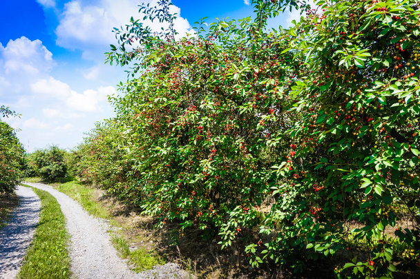 Ciliegie mature su alberi in frutteto di ciliegie - Foto, immagini