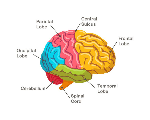 Розділи людського мозку. Анатомія. Вид збоку органу
 - Вектор, зображення