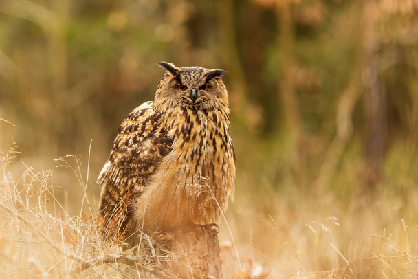Eurasian eagle-owl (Bubo bubo) sitting in dry grass with a forest background - Fotoğraf, Görsel