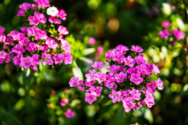 Beautiful Background of blooming colorful flower in the garden. - Фото, изображение