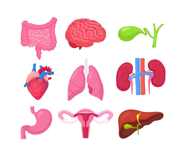 Órganos internos humanos. Anatomía del cerebro, intestinos, corazón, pulmones, riñones, vesícula biliar, estómago, hígado, sistema reproductor femenino, ovario, útero, útero - Vector, imagen