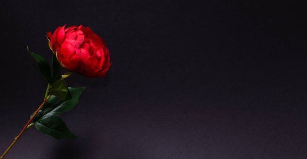 Czerwona róża na ciemnym tle. Walentynki, Dzień matki, miłość, koncepcja. Minimalny styl. - Zdjęcie, obraz