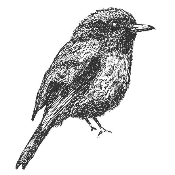 Pájaro dibujado a mano aislado sobre fondo blanco. Elemento vectorial en el estilo monocromático del boceto. Ilustración vintage. - Vector, Imagen