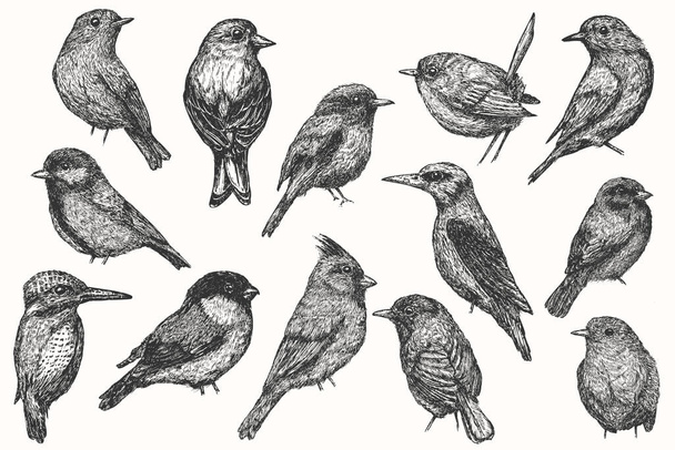 Set Vogelhand gezeichnet isoliert auf weißem Hintergrund. Sammlungsvektorelement im skizzenhaften monochromen Stil. Vintage-Illustration. - Vektor, Bild