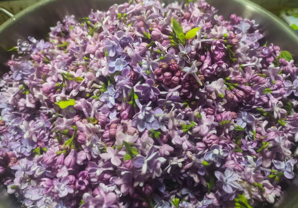 many fresh collected lilac blossoms collected for a juice sirup - Photo, Image