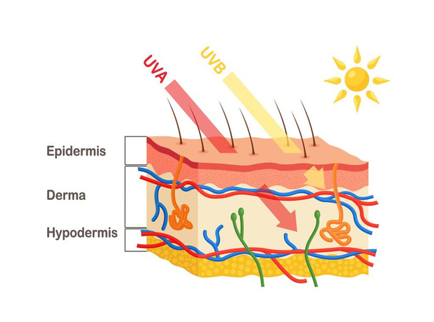 Sun rays penetrate into epidermis and dermis of skin. Human skin anatomy. Difference between UVA and UVB ray penetration. Medical diagram of skin layers - Vector, Image