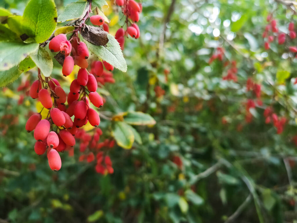 fresh healthy red berberis on a shrub in the nature - Photo, Image