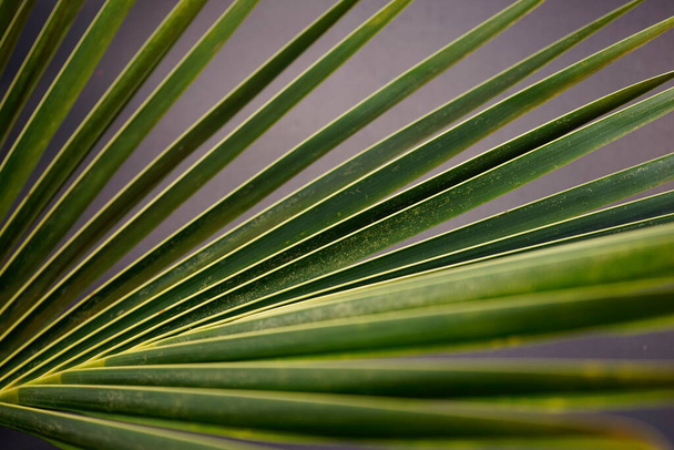 Vihreä kookos grand palmunlehti rakenne abstrakti vastaan grunge harmaa tausta. - Valokuva, kuva