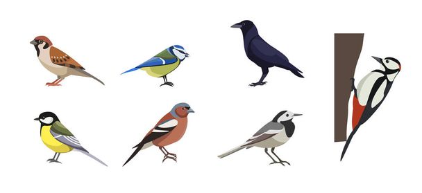 Set of different varicoloured birds on white background. Vector collection sparrow, tit lazarev, rook, great spotted woodpecker, common wagtail, chaffinch, great tit in cartoon style. - Vecteur, image