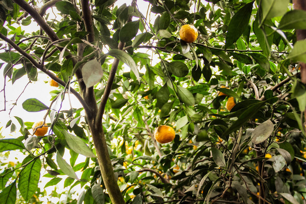 limonário - viveiro, crescem e dão frutos limões, estufas - Foto, Imagem
