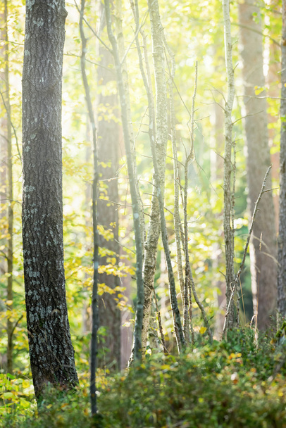 Yeşil ve sarı yaprakları ile sonbahar orman - Fotoğraf, Görsel