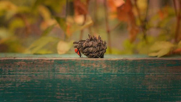 Two red ladybugs travel on a wooden railing with a beautiful background. Selective focus. - Photo, Image